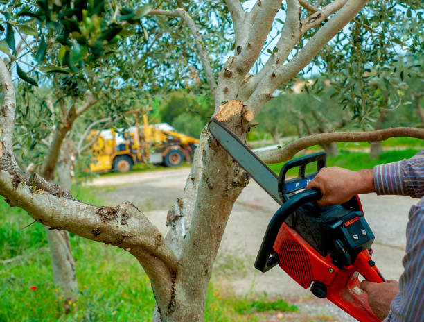 Best Local Tree Services  in Bloomington, CA